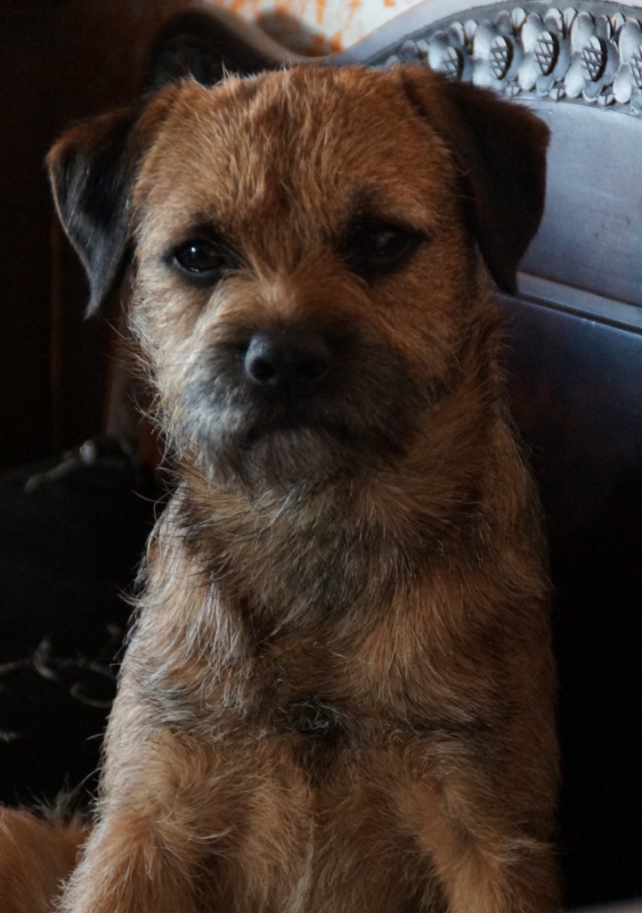 Gameway Goldfinch (4)