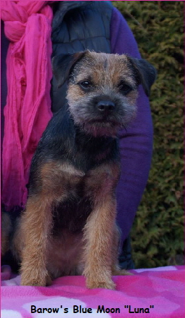 1229904_626970954024533_1153158239_n1