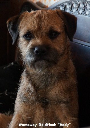 Gameway Goldfinch (4)