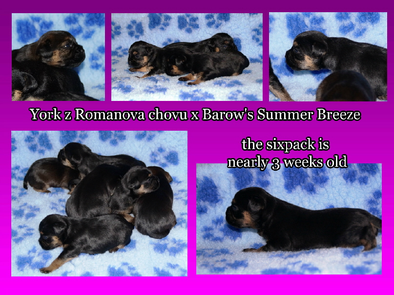 Mikey and Summer Babies