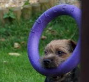 Mikey and the wheel (1)