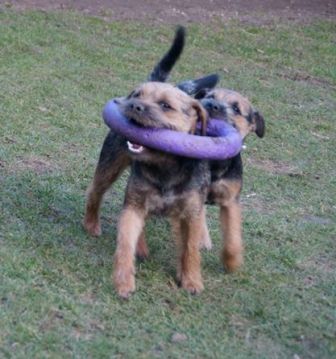 Mikey and the wheel (8)