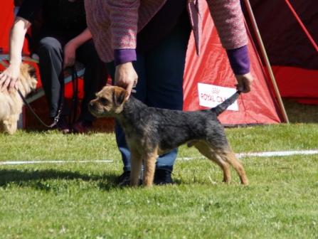 Mikey on show (8) - Kopie