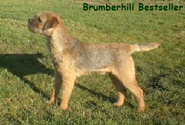 max brumberhill bestseller