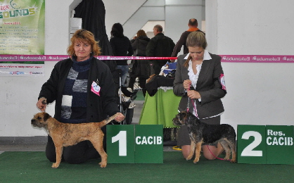 CACIB Poznan 2011