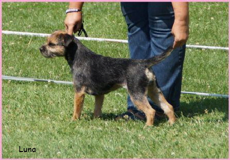 Junior Best in Show Luna - Kopie