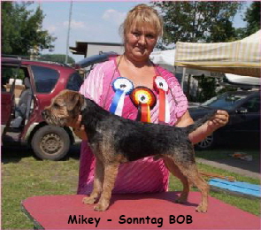 Mikey V1 VDH, CAC, BOB - Kopie