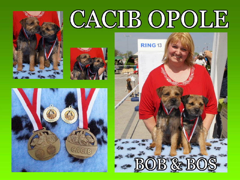 cacib opole