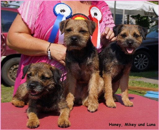 honey, mikey und luna